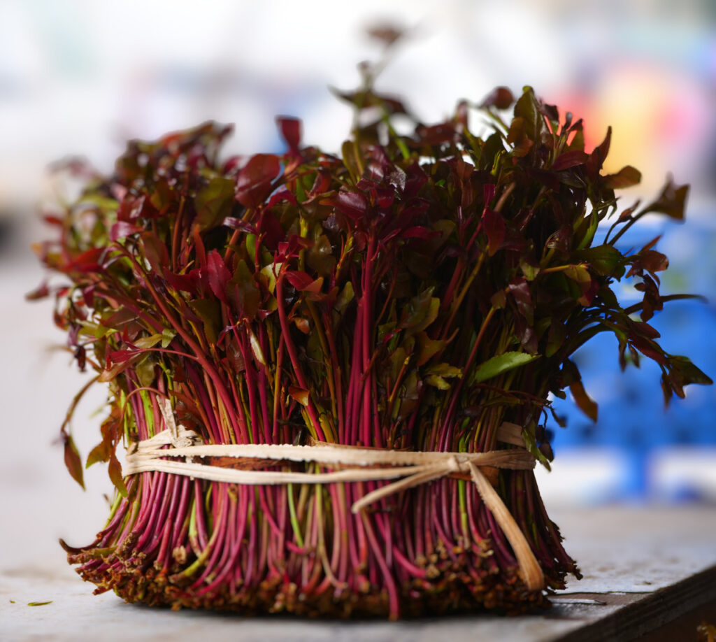 Fresh khat leaves and young stems bundled together, showing the glossy green foliage and reddish shoots typical of the Catha edulis shrub grown in East African highland farming regions